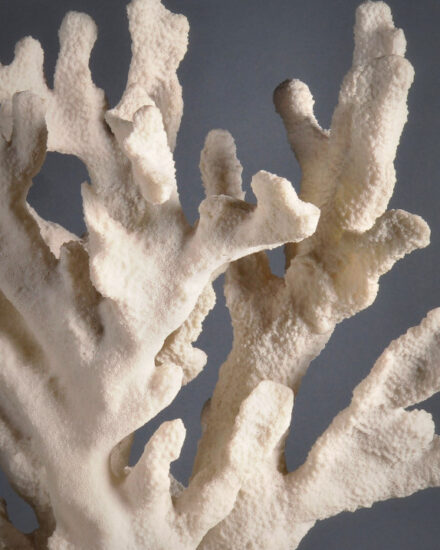corail-branche-stylophora (1)