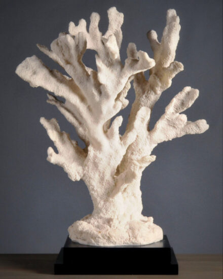 corail-branche-stylophora
