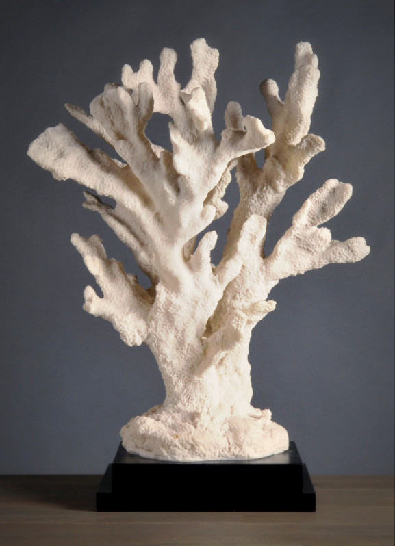 Reuze Stylophora Tafelkoraal (replica)