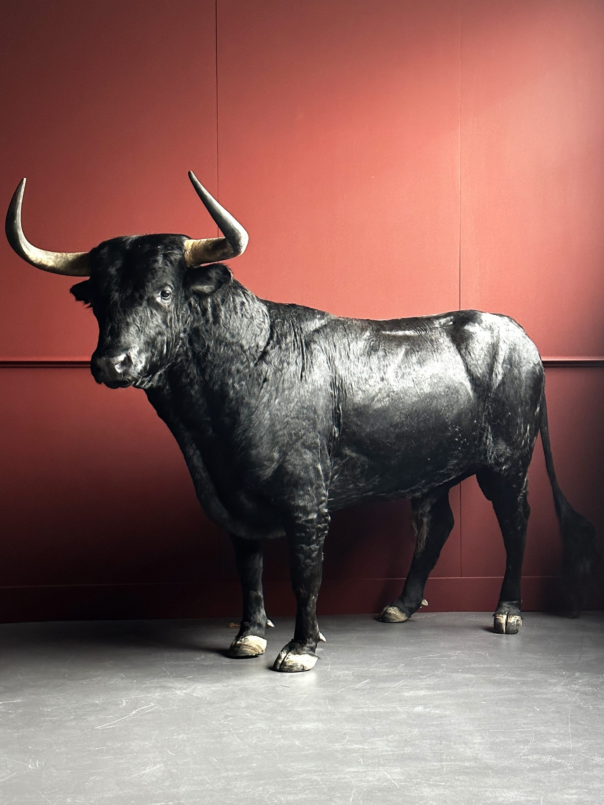 Opgezette Spaanse stier