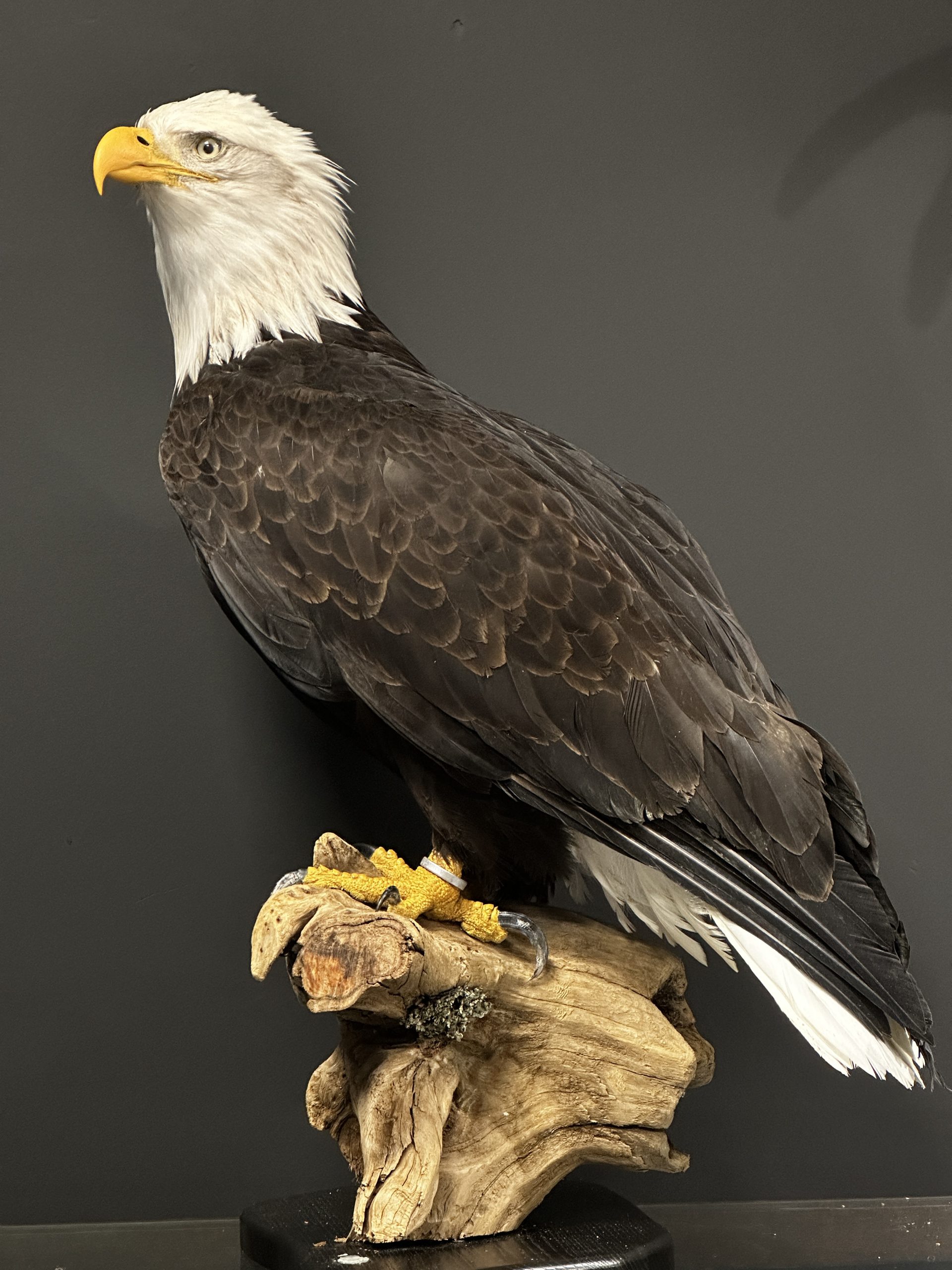 Stuffed birds of deals prey