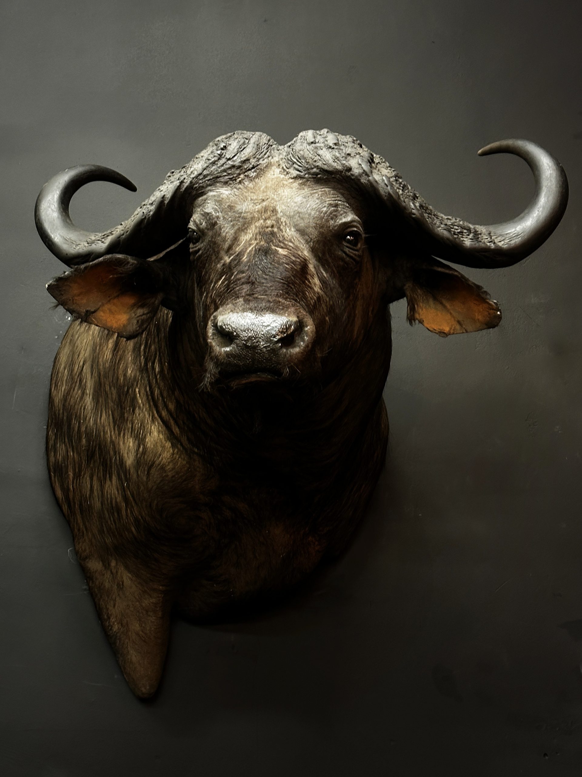 Opgezette kop van een Kaapse buffel