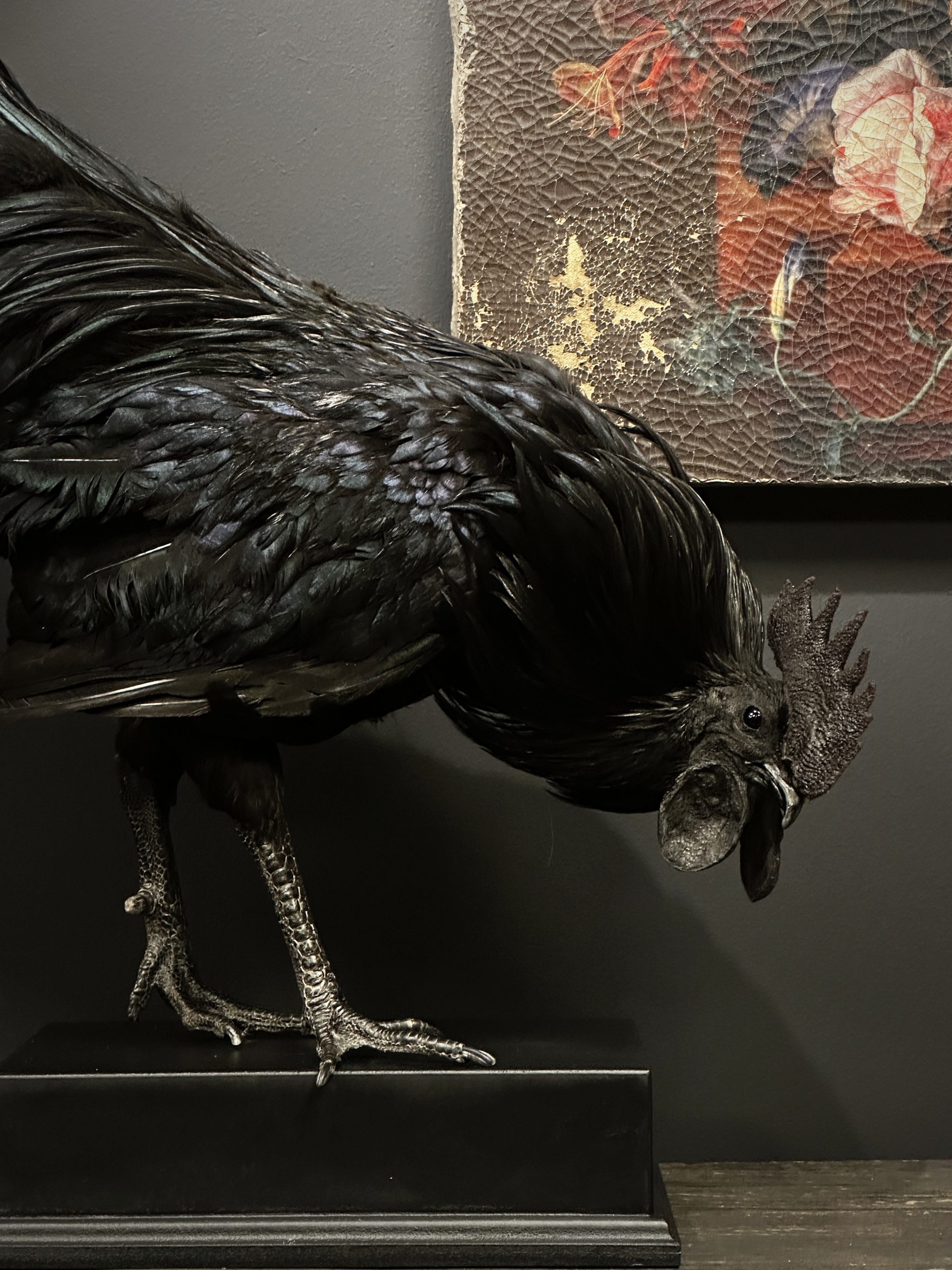 Opgezette haan (Ayam Cemani)