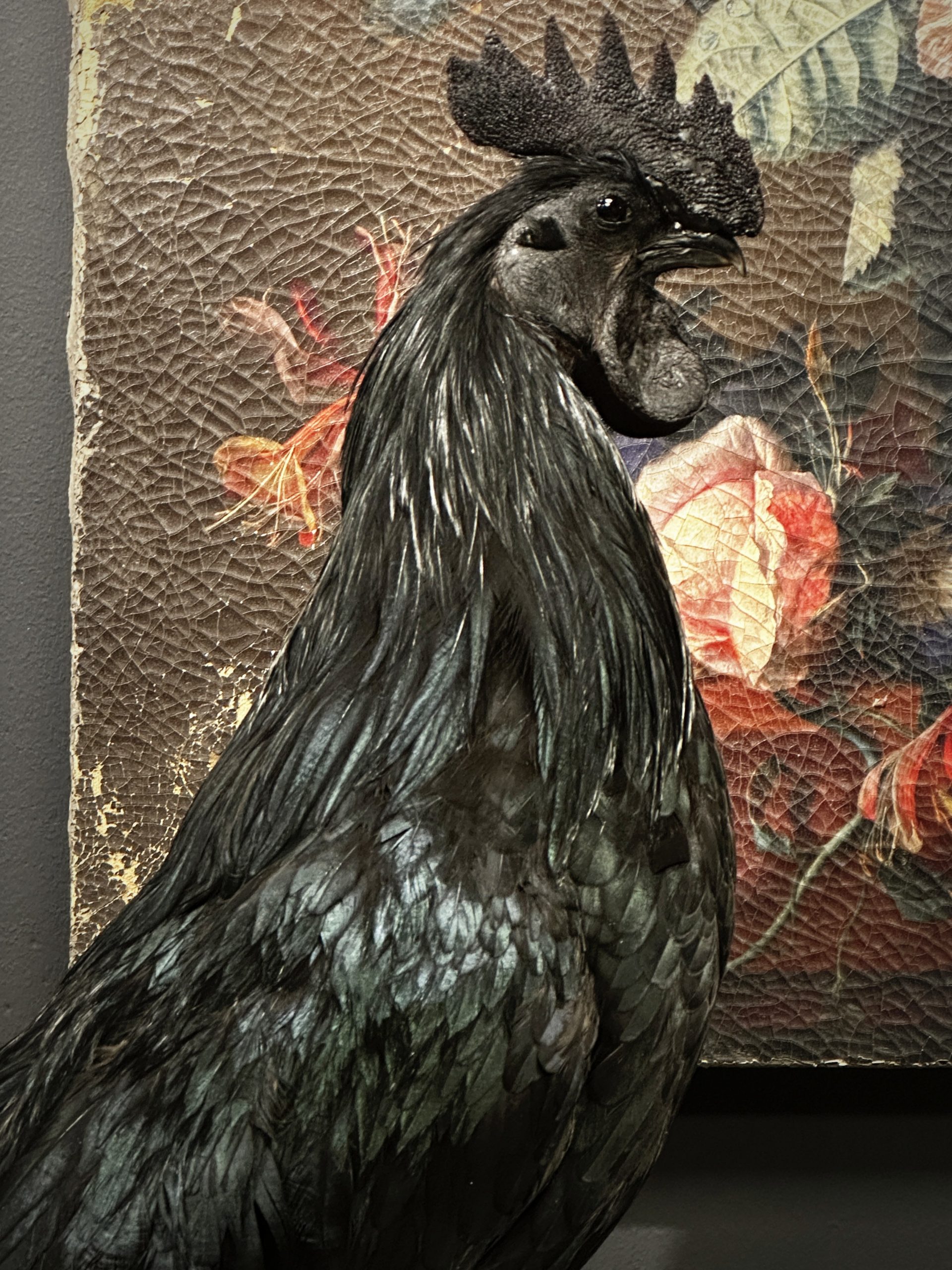 Opgezette haan (Ayam Cemani)