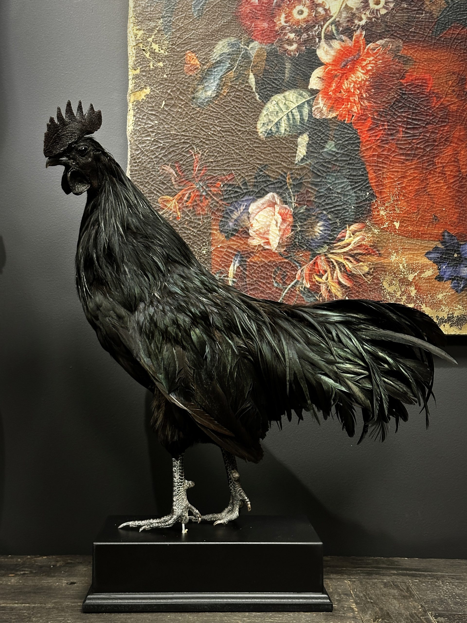 Opgezette haan (Ayam Cemani)