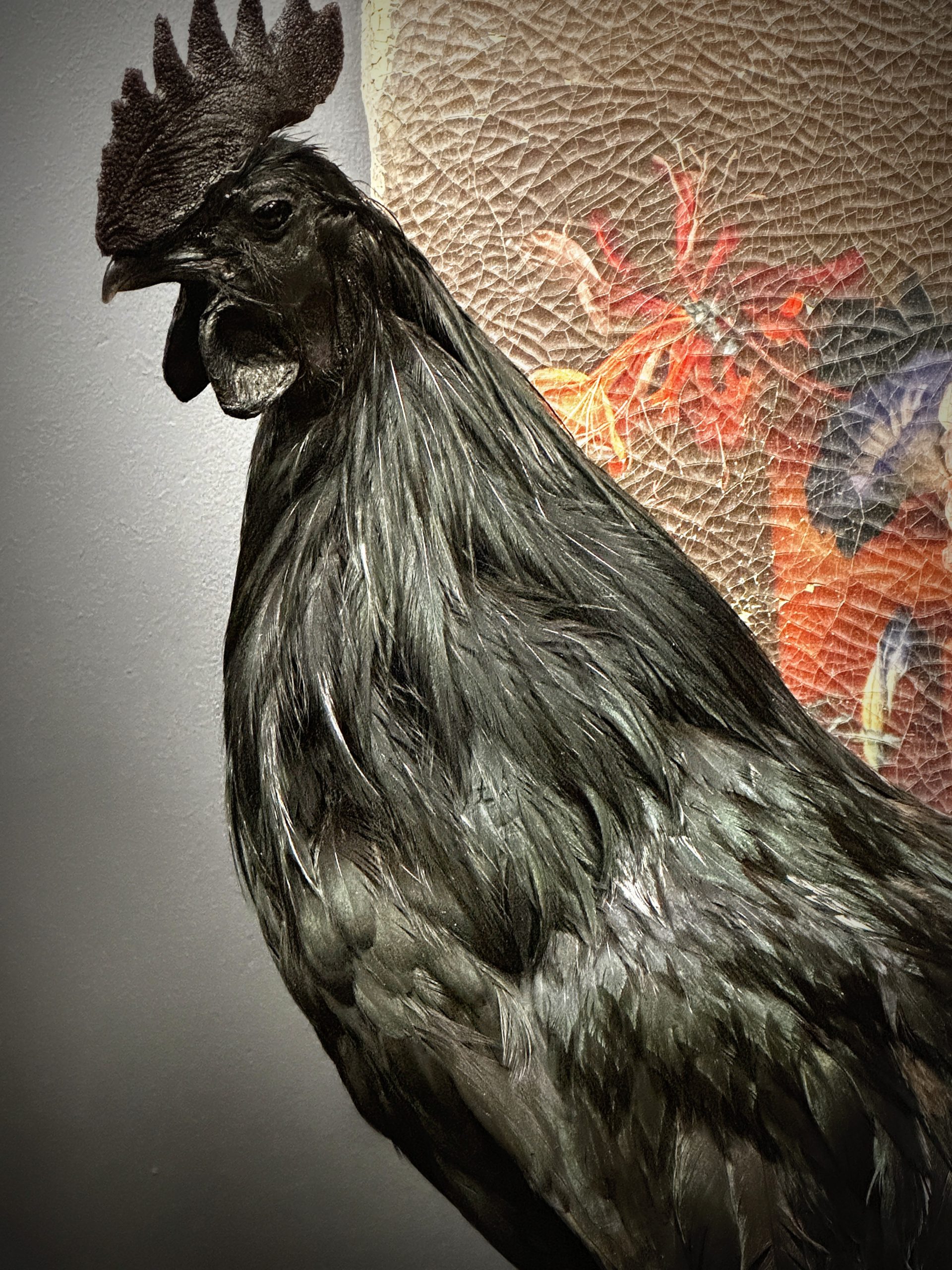 Opgezette haan (Ayam Cemani)