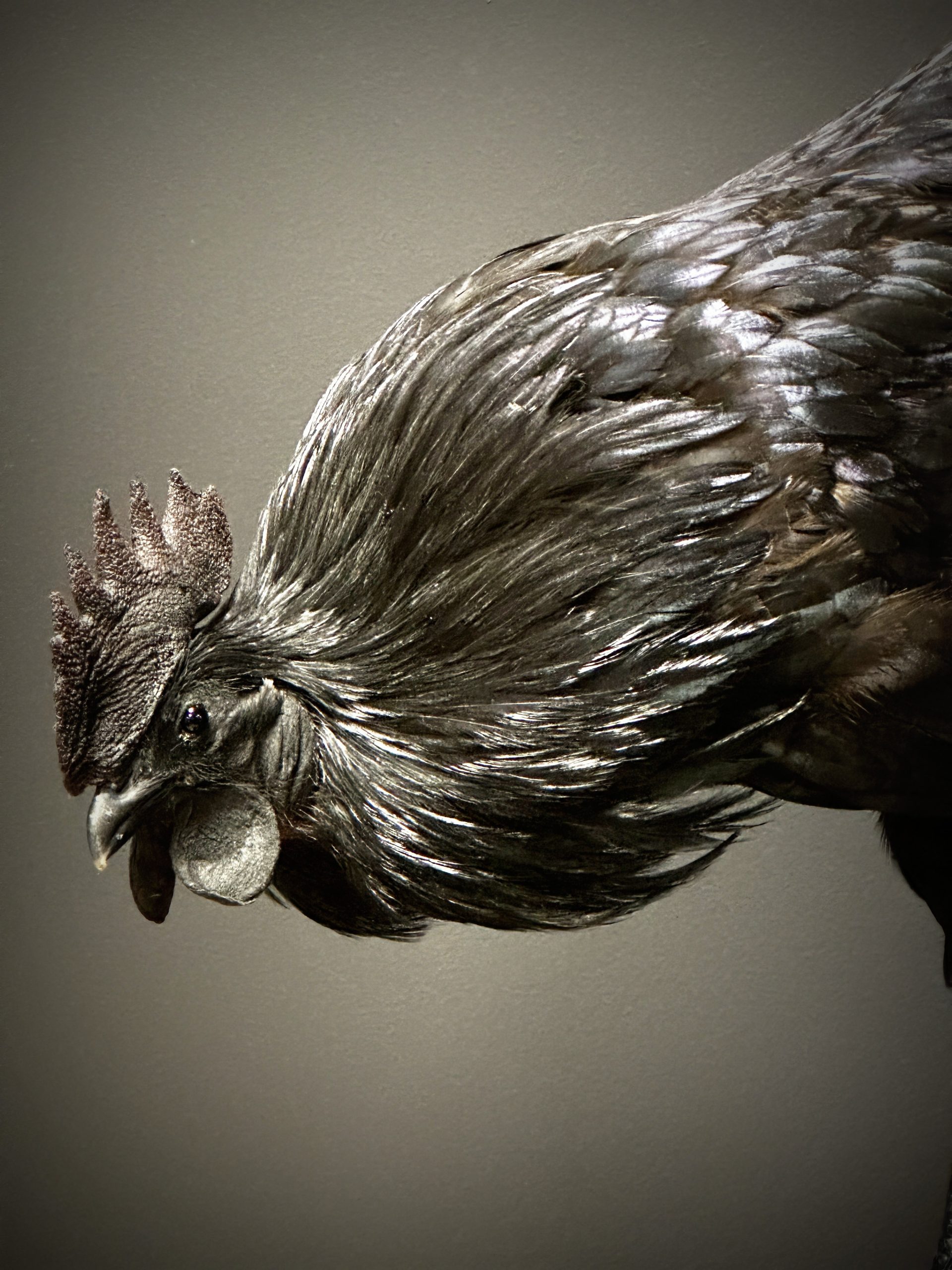 Opgezette haan (Ayam Cemani)