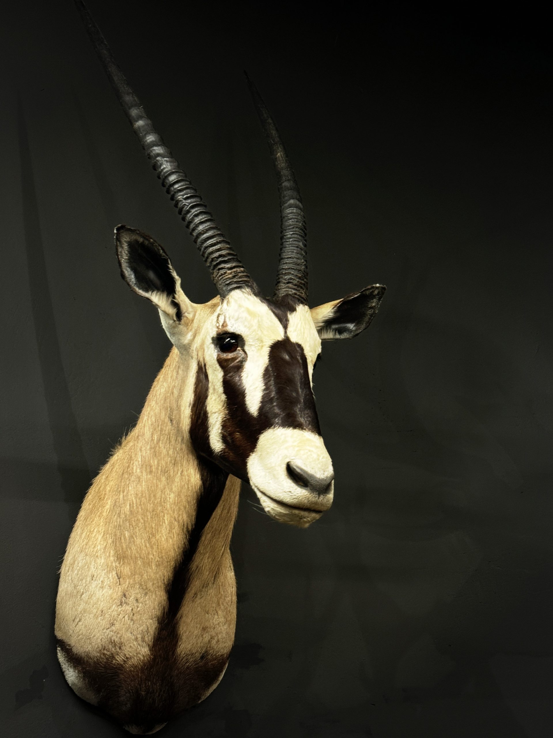 Opgezette kop van een Oryx