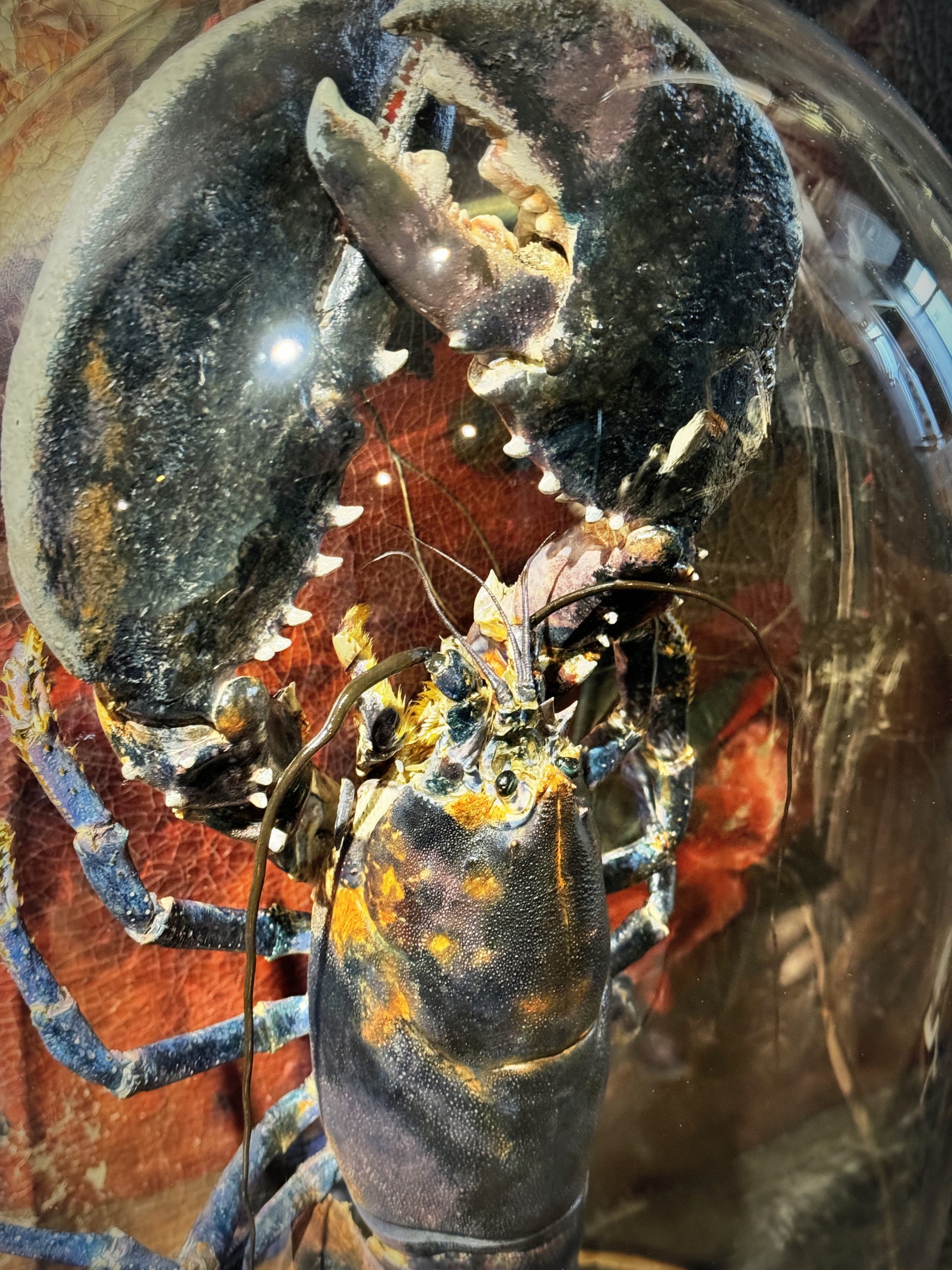 Antieke stolp met opgezette blauwe Oosterschelde kreeft XXL