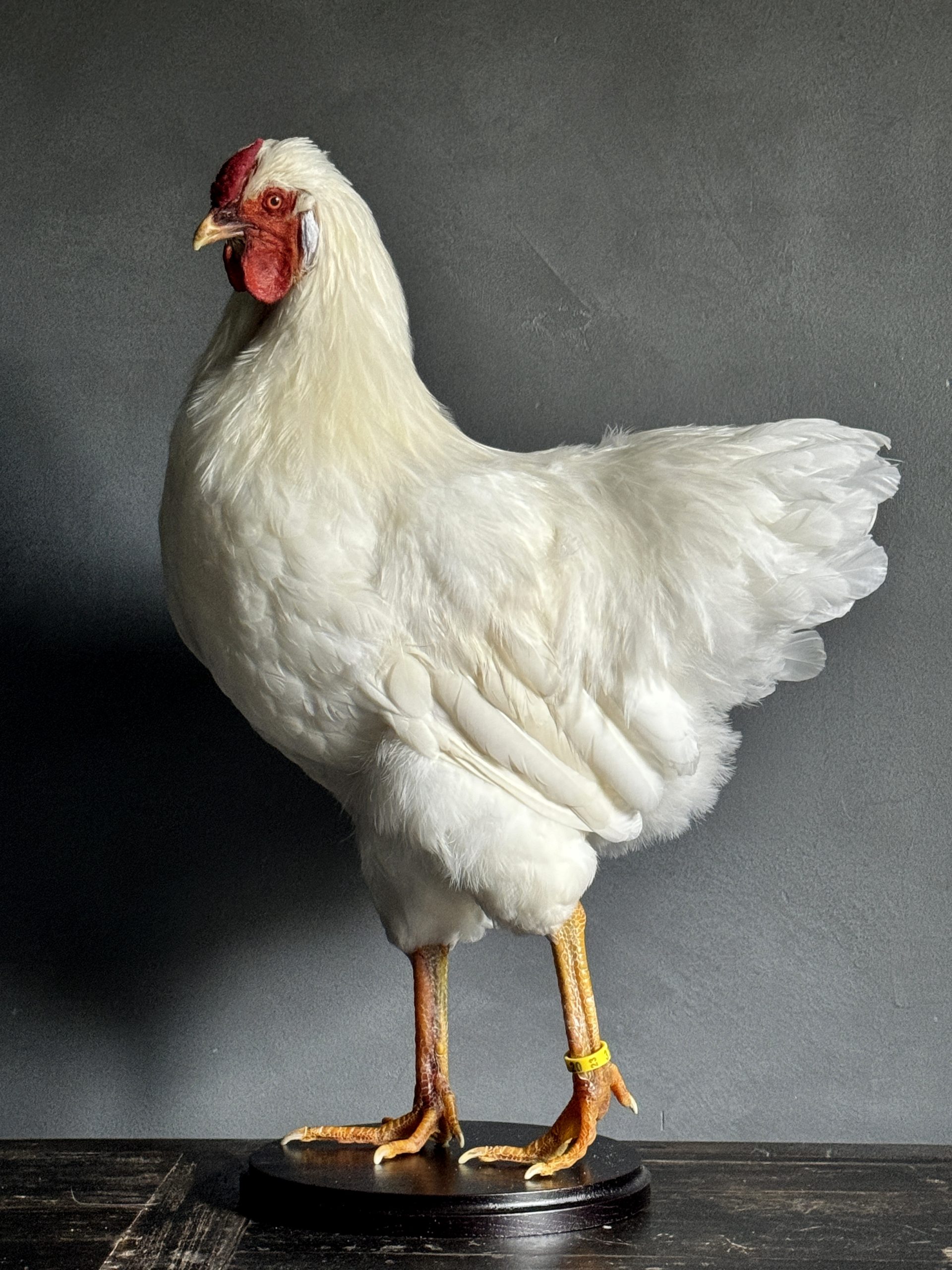 Opgezette witte kip