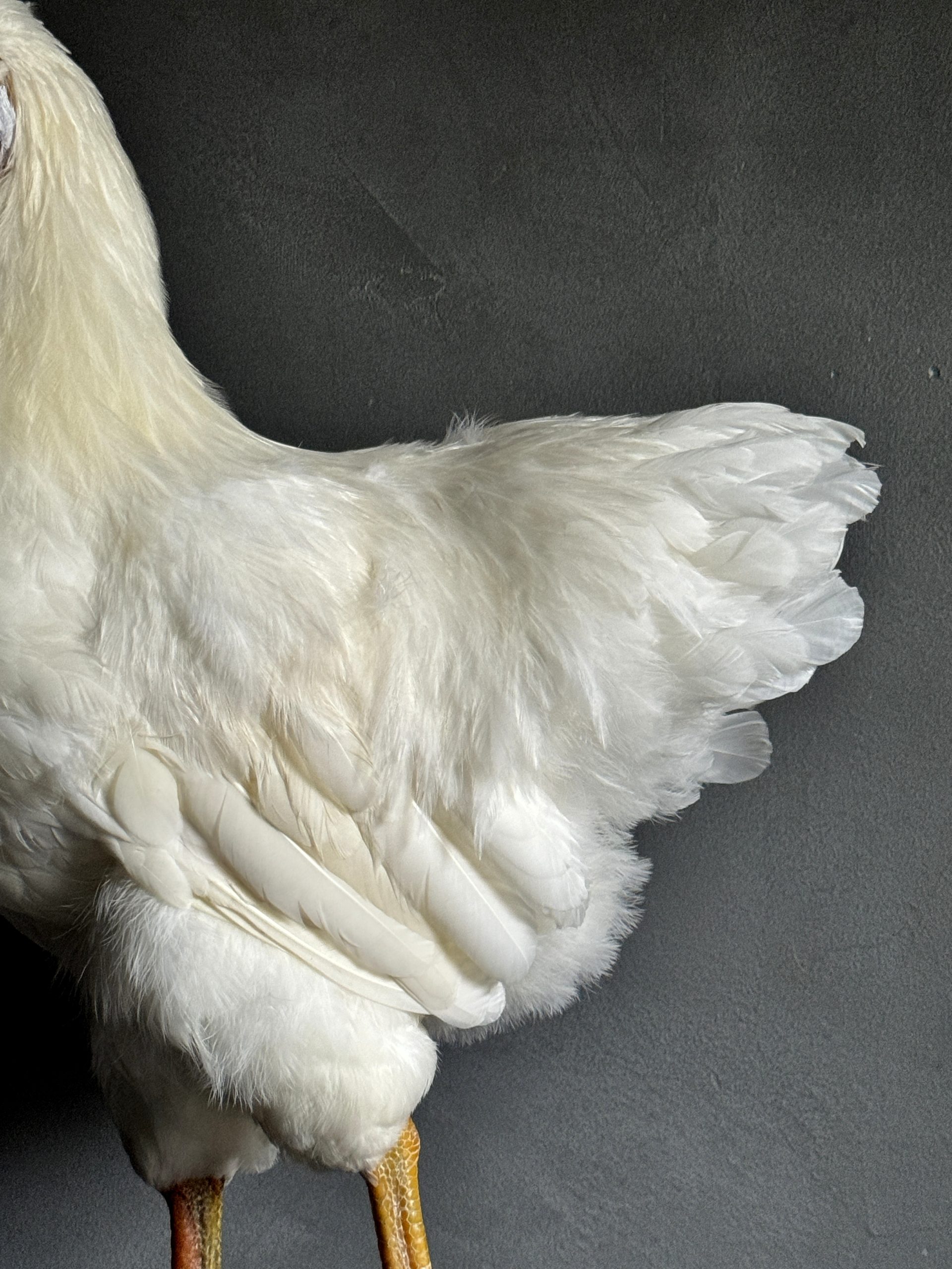 Opgezette witte kip