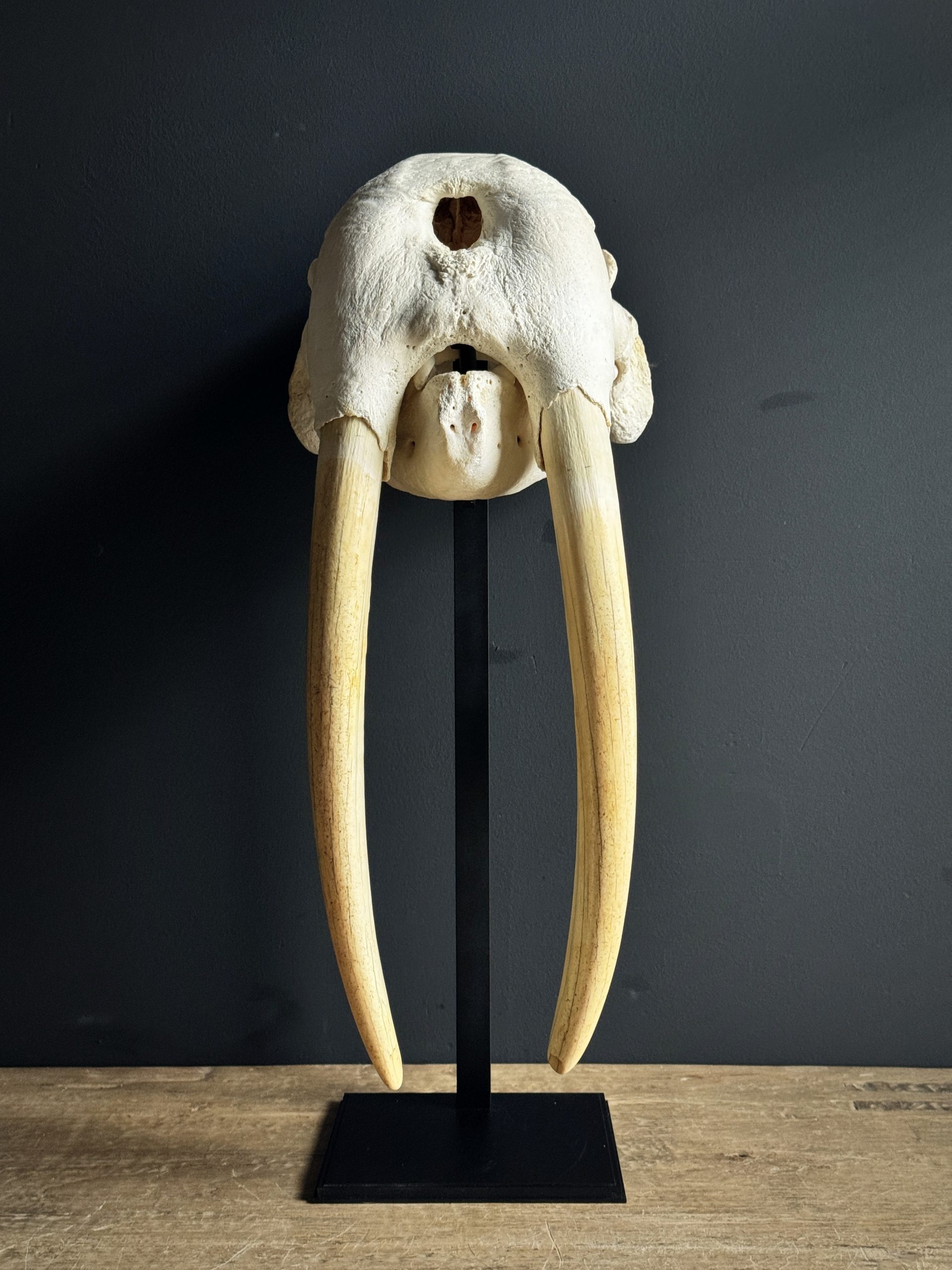 Zware walrus schedel