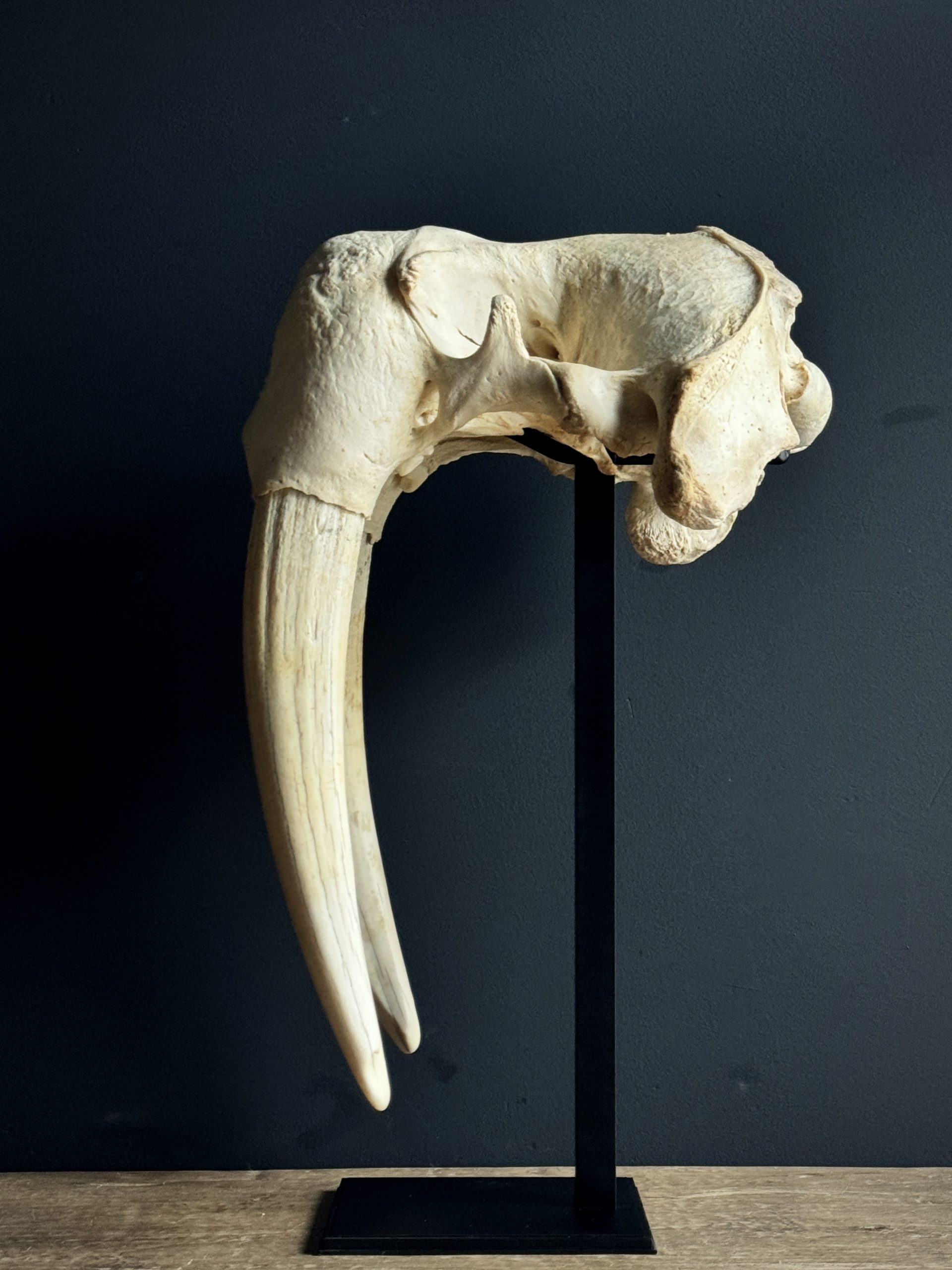 Zware walrus schedel