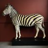 Opgezette zebra
