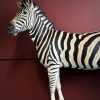 Opgezette zebra
