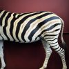 Opgezette zebra