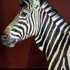Opgezette zebra