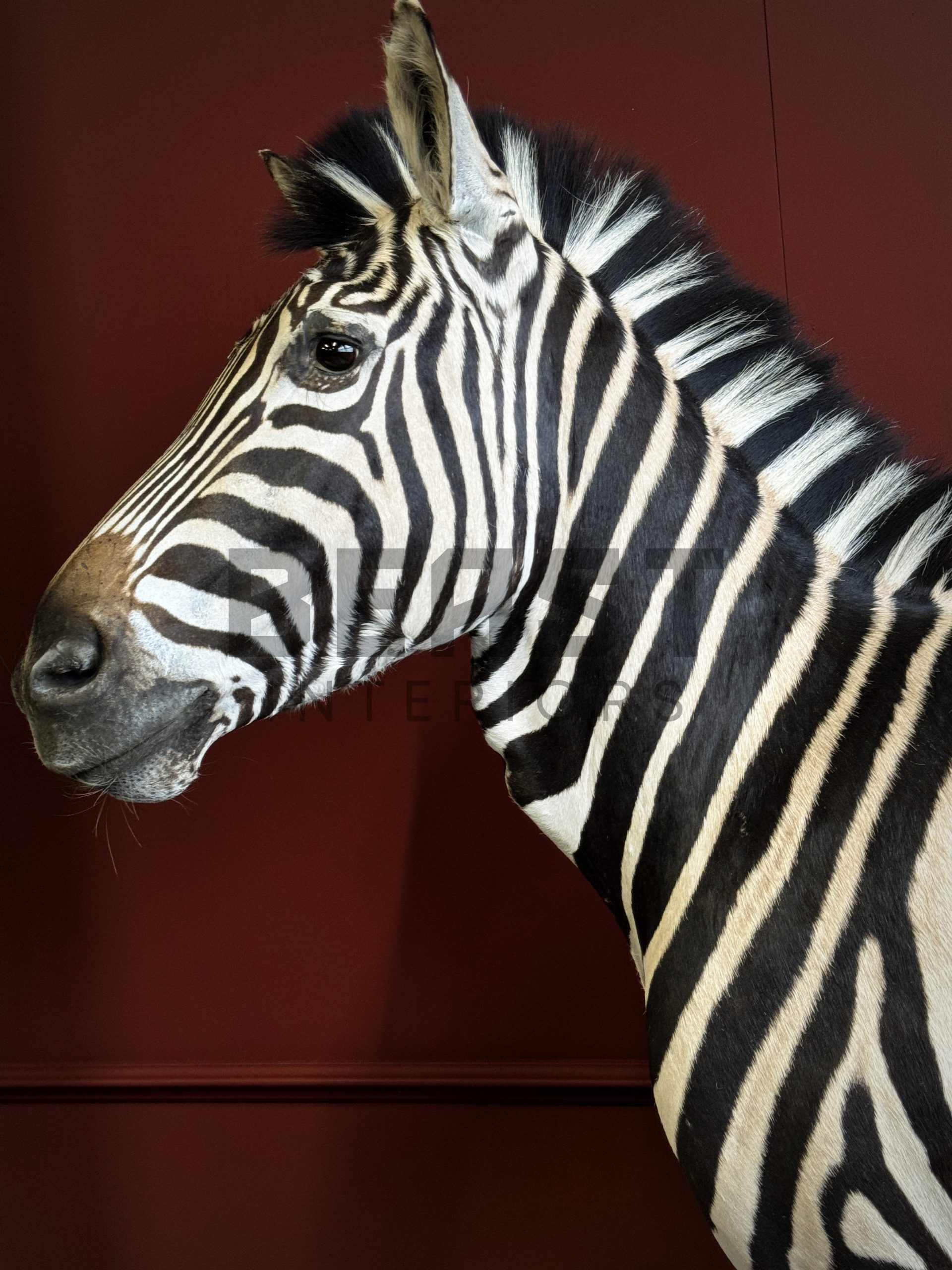 Opgezette zebra.