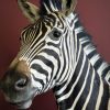 Opgezette zebra