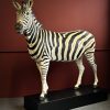 Opgezette zebra