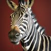 Opgezette zebra