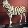 Opgezette zebra