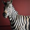 Opgezette zebra