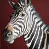 Opgezette zebra