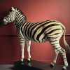 Opgezette zebra
