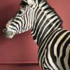 Opgezette zebra