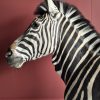 Opgezette zebra
