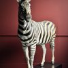 Opgezette zebra