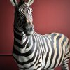 Opgezette zebra