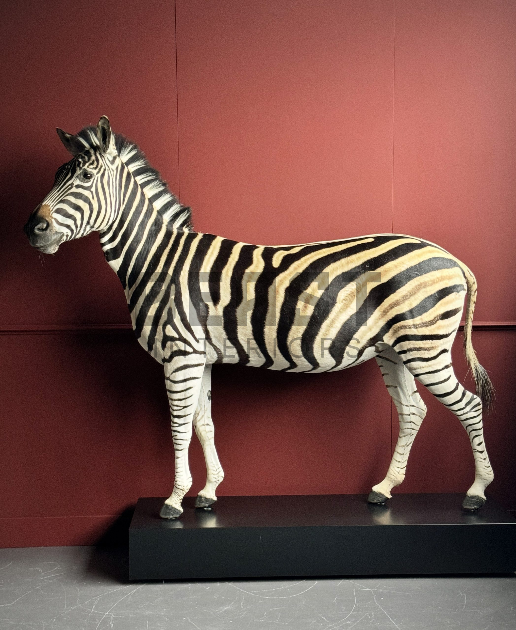 Opgezette zebra.