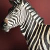 Opgezette zebra