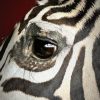Opgezette zebra