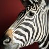 Opgezette zebra