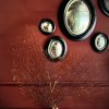Decoratieve zeewaaier Decoratieve zeewaaier