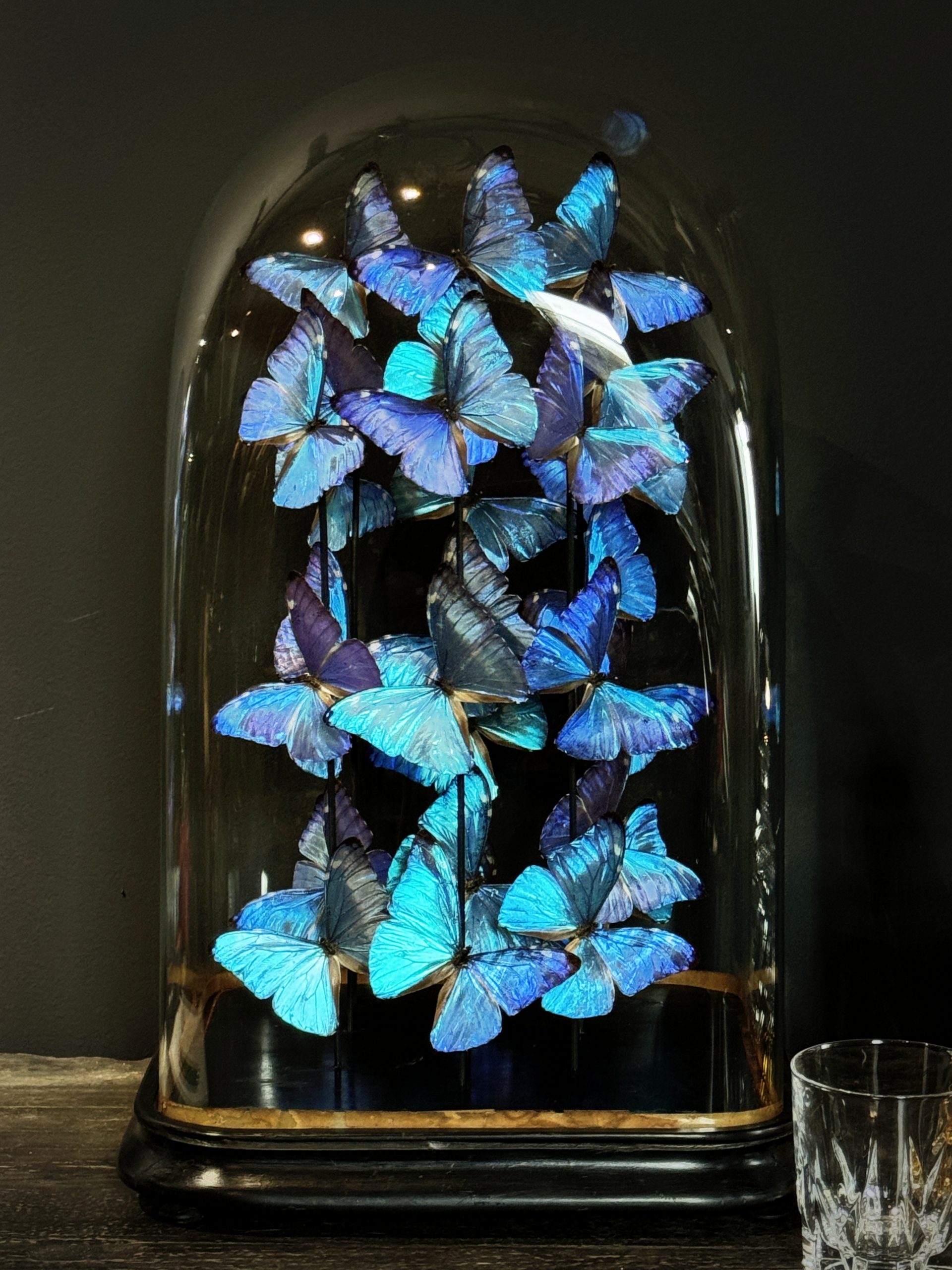 Luxe antieke stolp met Morpho Adonis