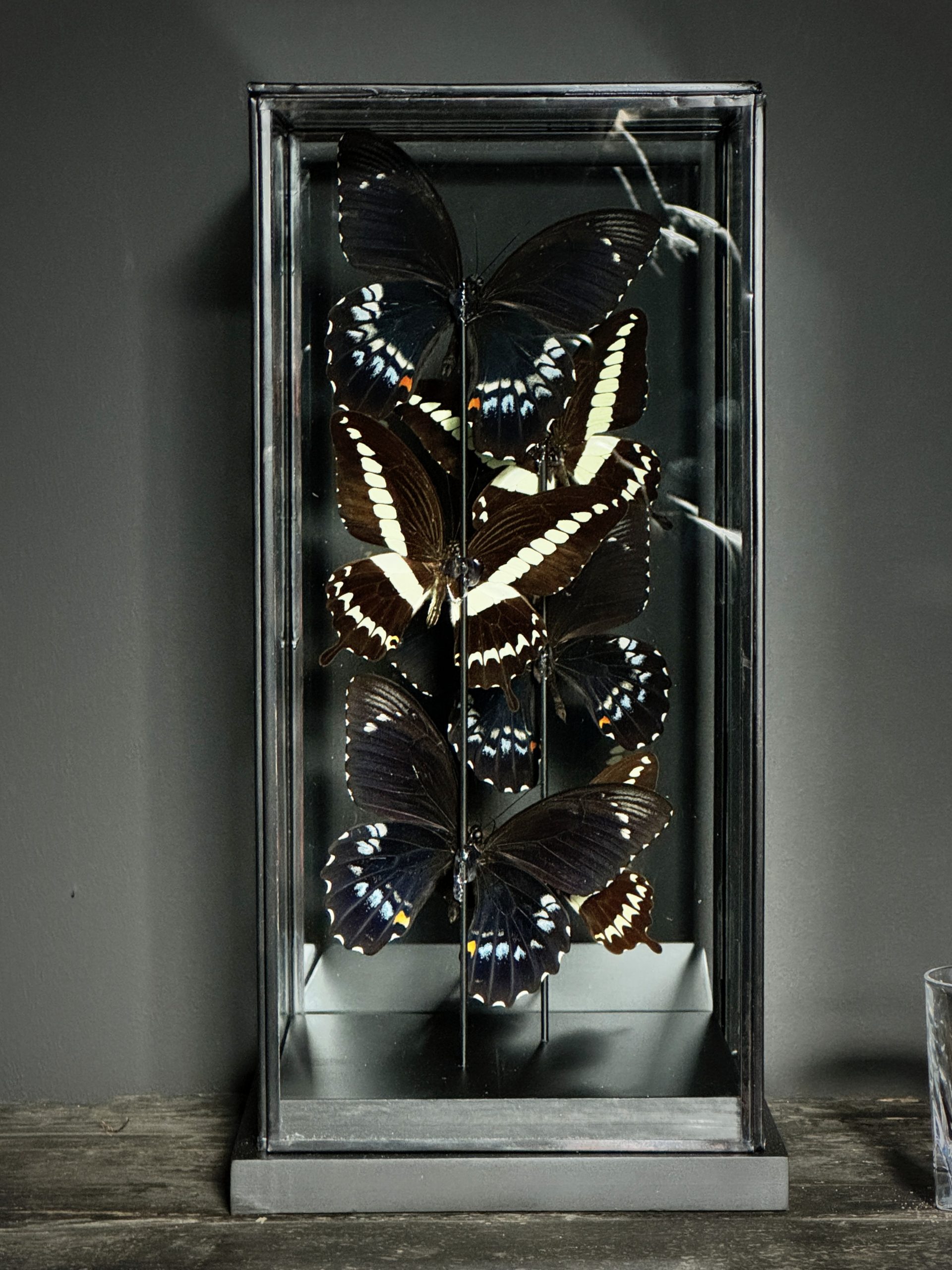 Moderne vitrine met vlinders