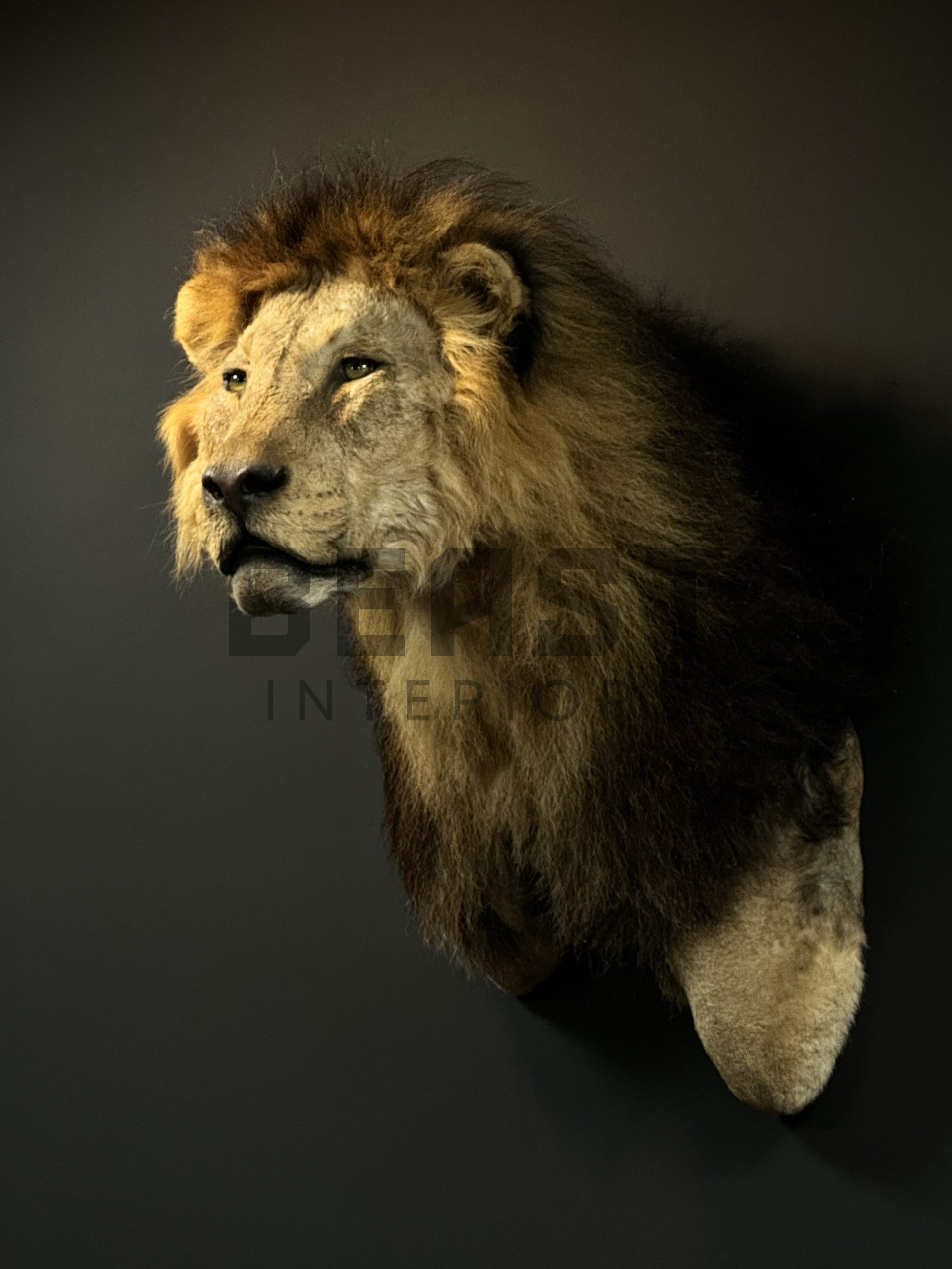 Opgezette kop van een leeuw