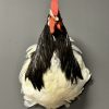 Opgezette hanen kop Opgezette hanen kop