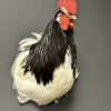 Opgezette hanen kop Opgezette hanen kop