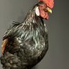 Mounted head rooster Mounted head rooster