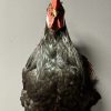 Mounted head rooster Mounted head rooster
