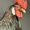Mounted head rooster Mounted head rooster