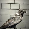 Opgezette witnek raaf