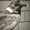 Opgezette witnek raaf
