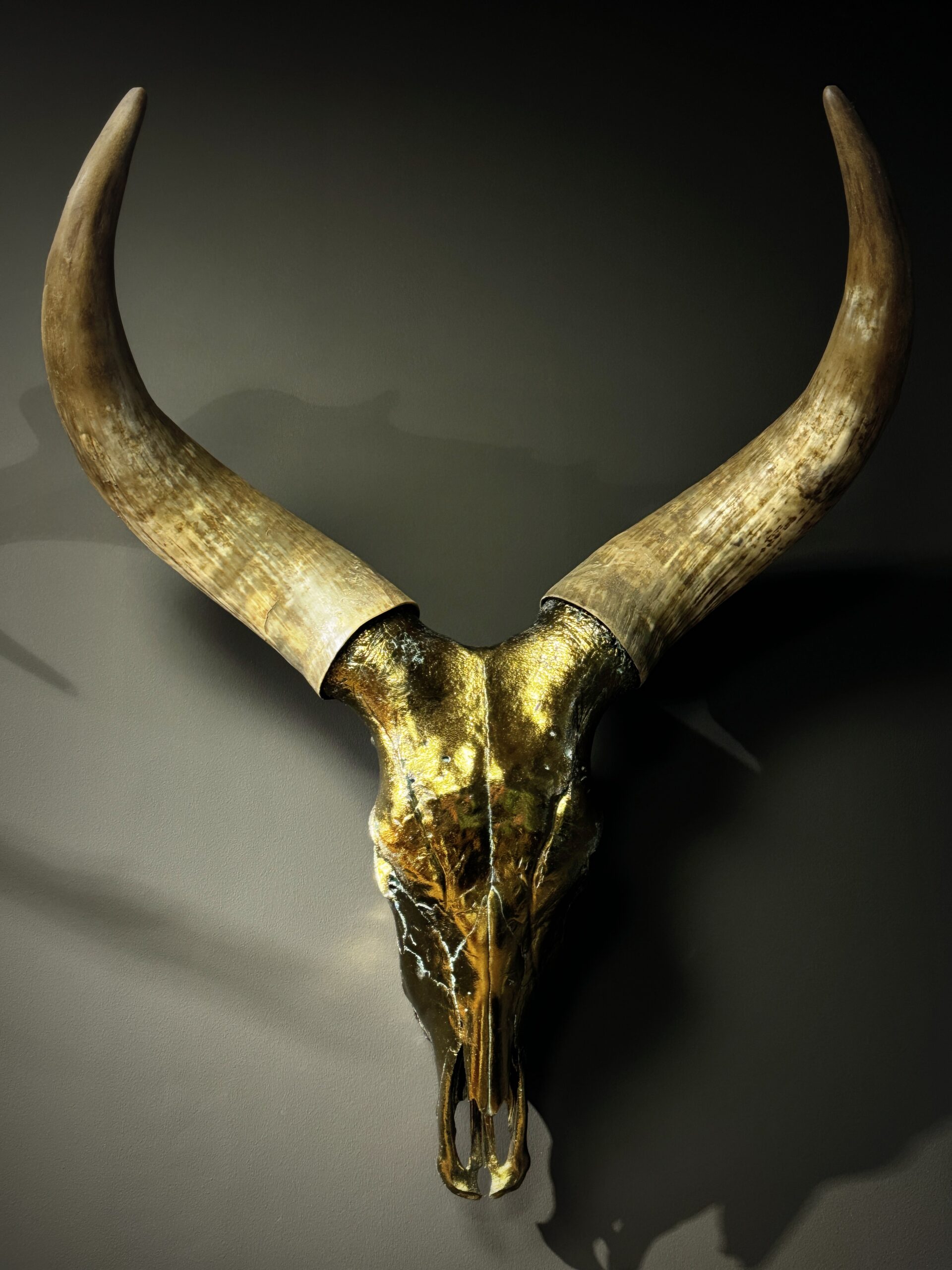 Gemetalliseerde schedel van een Watusi stier