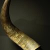 Gemetalliseerde schedel van een Watusi stier